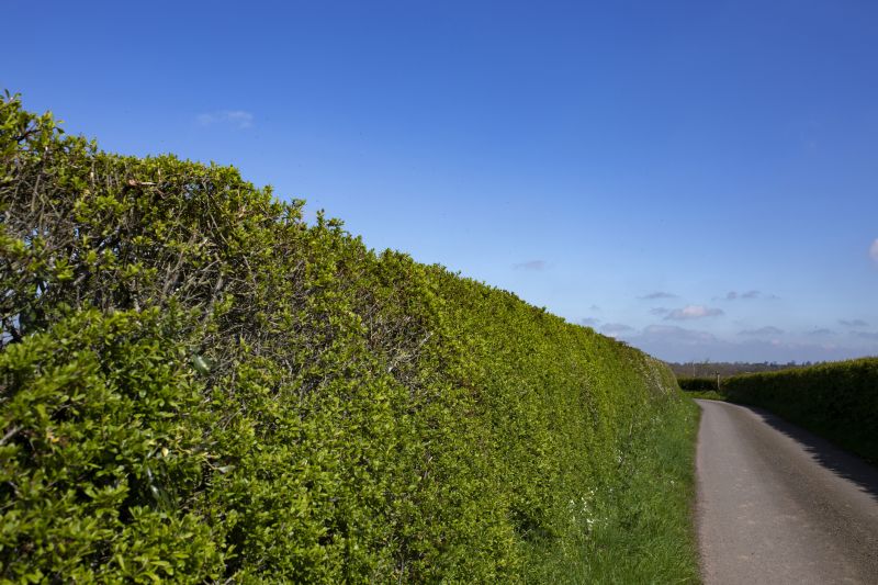 Hedge Installation