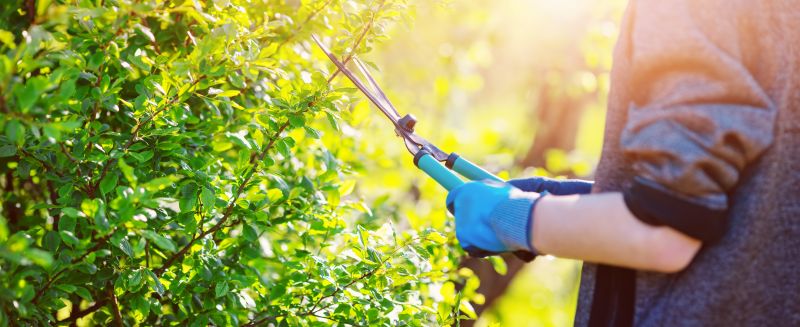 Shrub Replacement