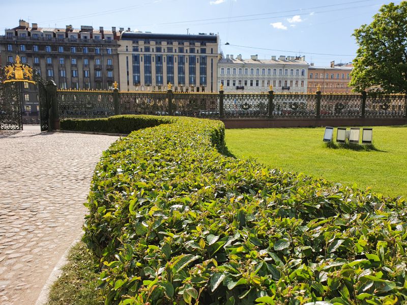 Shrub Replacement