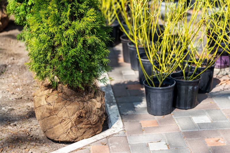 Shrub Replacement