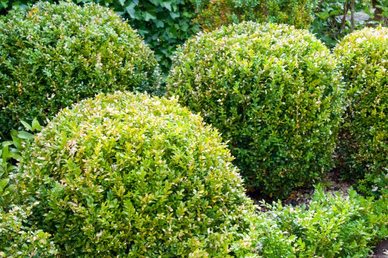 Shrub Replacement